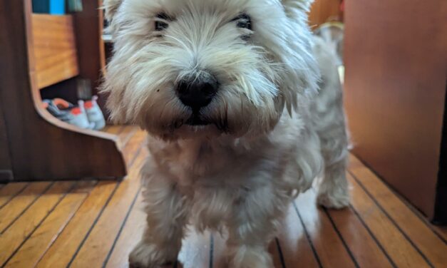 We Adopted a Dutch Westie!